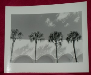 South Florida Palm Trees